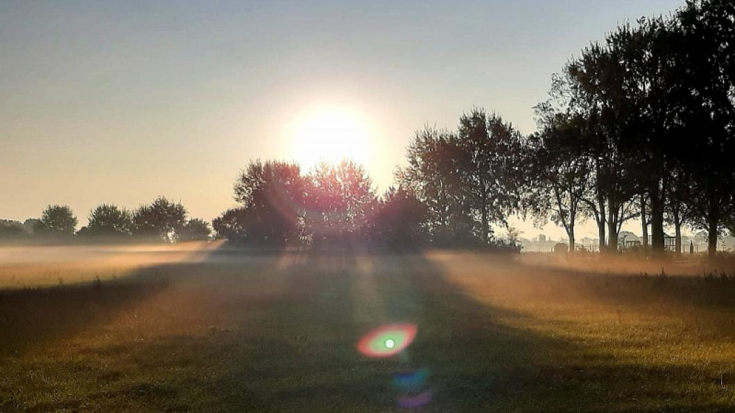 zon en bomen