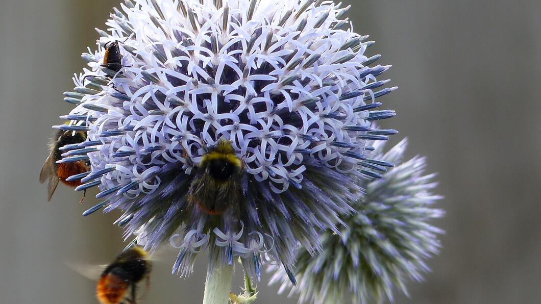 insect bestoven planten bij en bloem