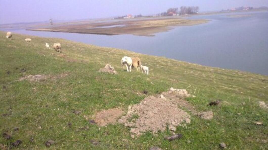 tureluur schapen en water wensen en bedenkingenprogramma landelijk gebied