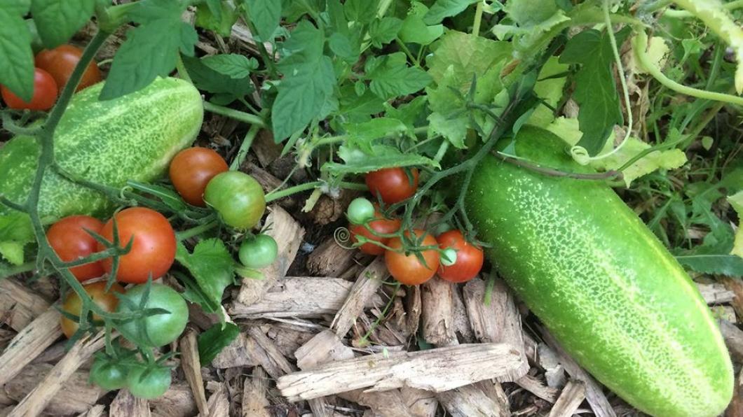 courgette en tomaat.jpg