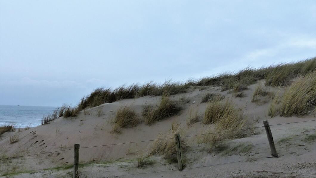 duinen.jpg