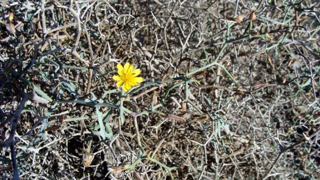 Gele kleine bloem tussen verdorde takken