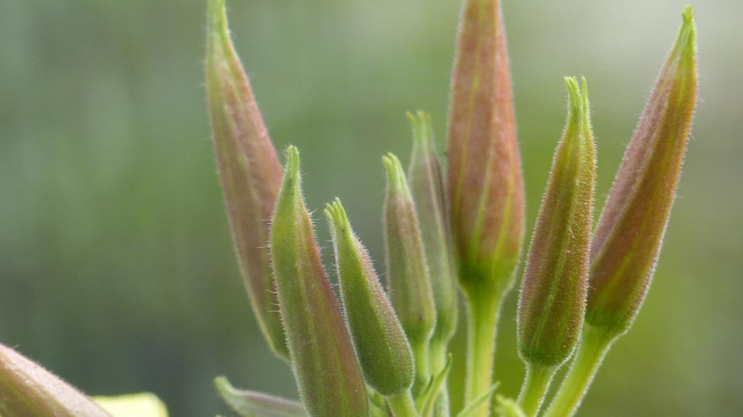 knop teunisbloem2.JPG