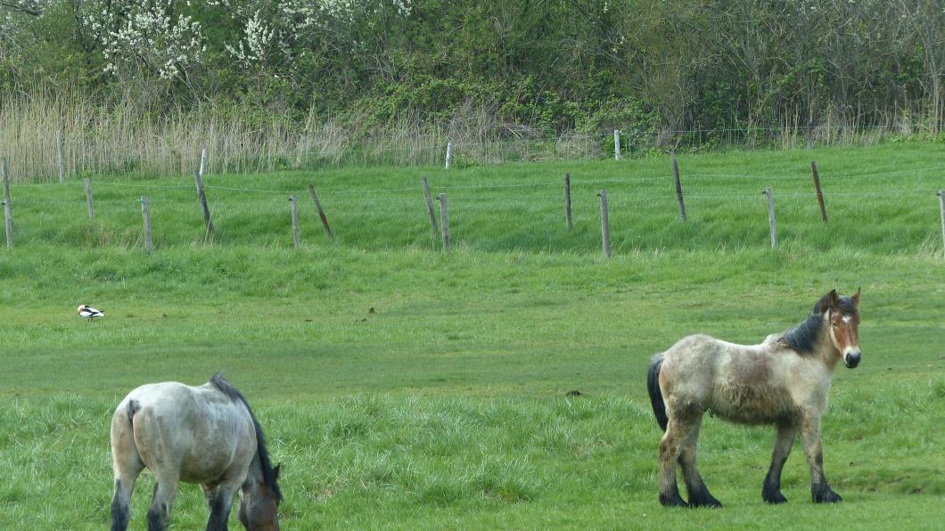 paarden in wei2.JPG