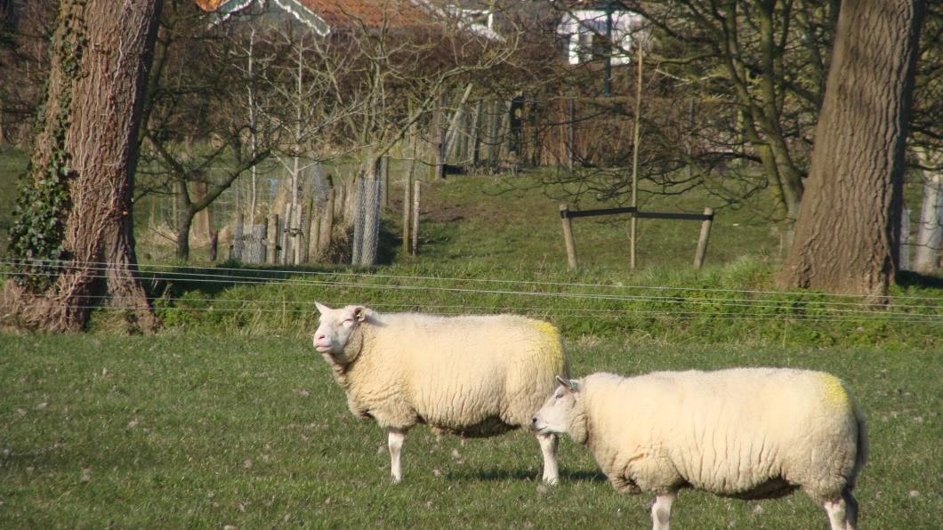 schapen op gras.JPG