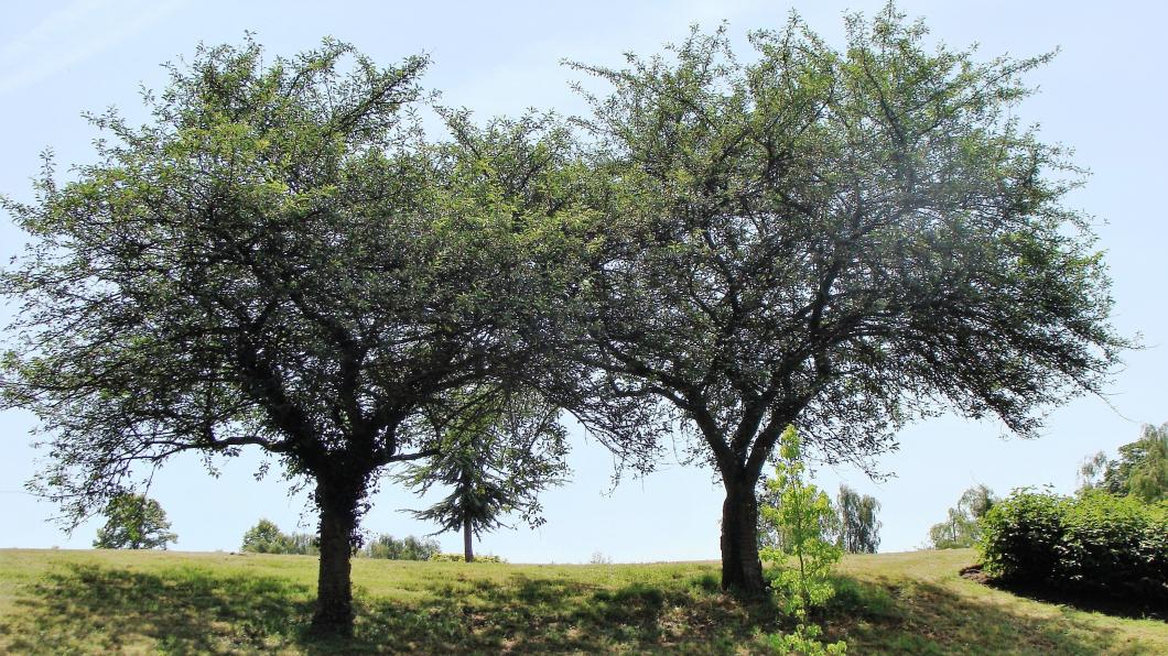 twee grote bomen.jpg