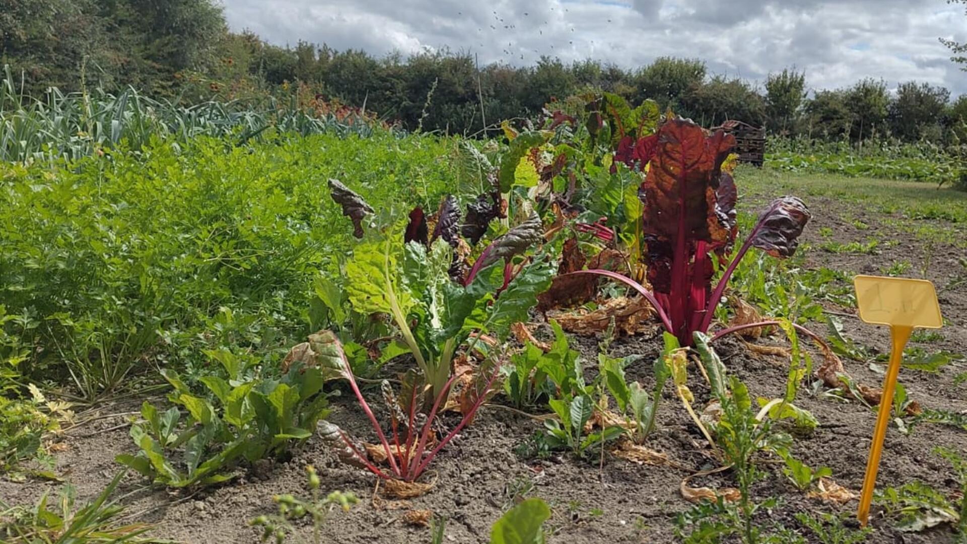 provinciale producten catering groenten