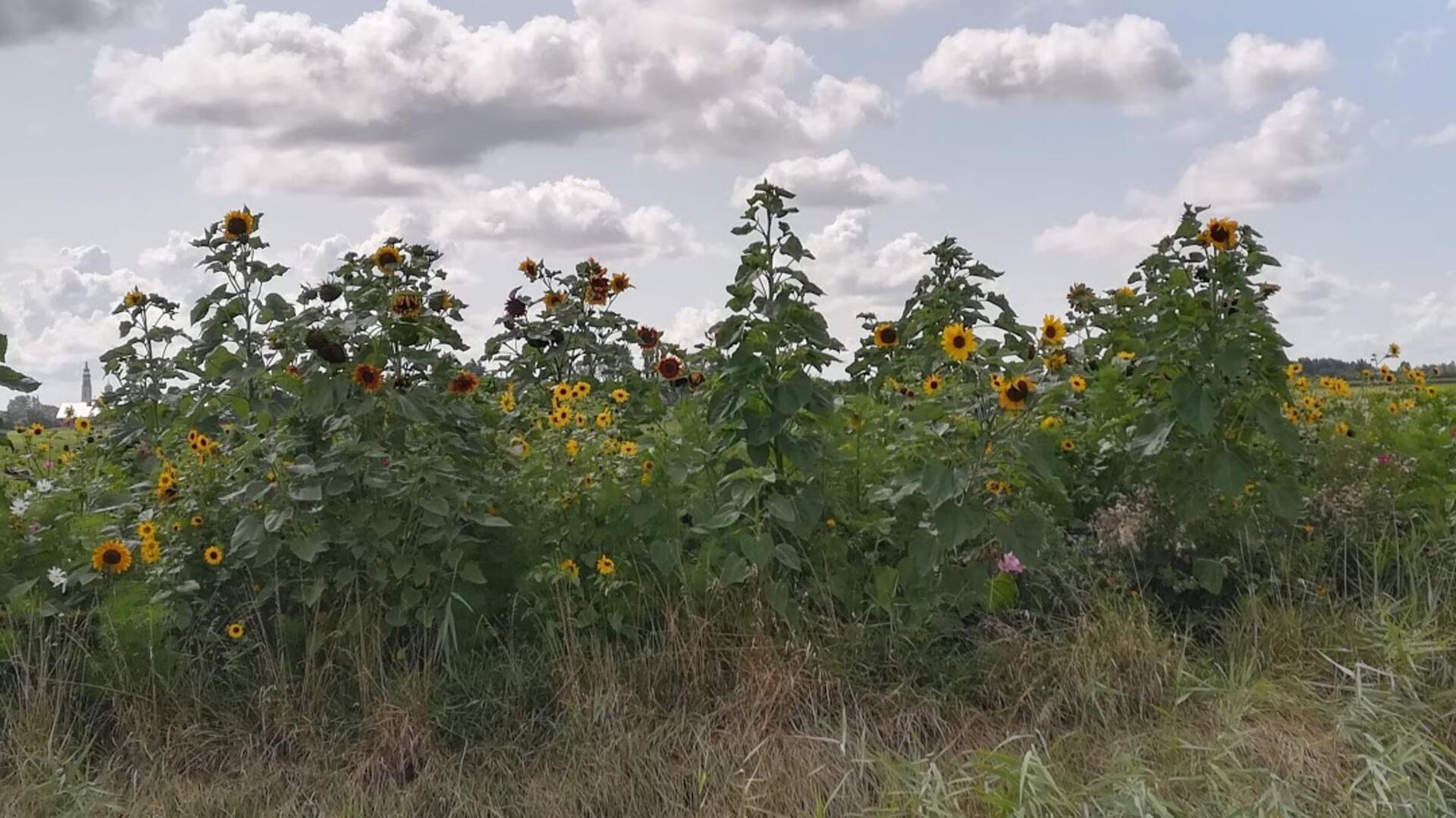 berm met zonnebloemen.jpg