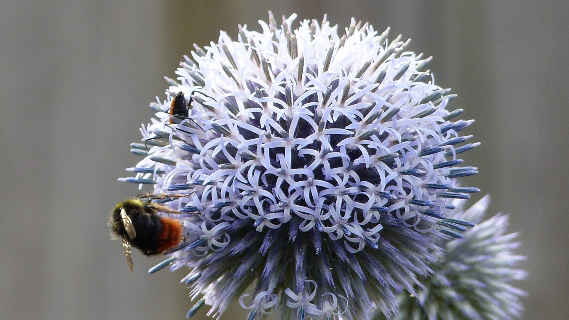 bij en distel.jpg