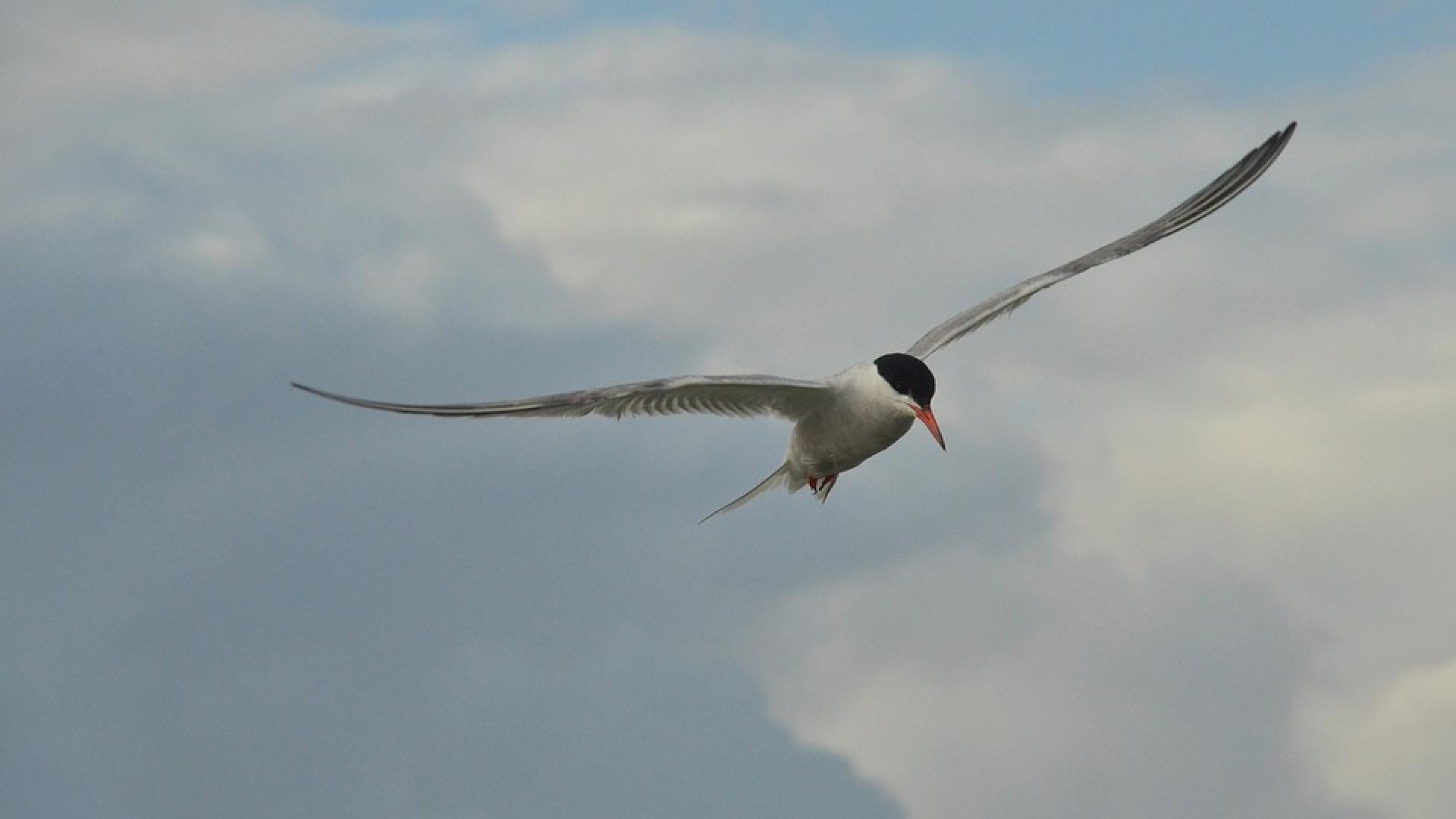 visdiefje pixabay