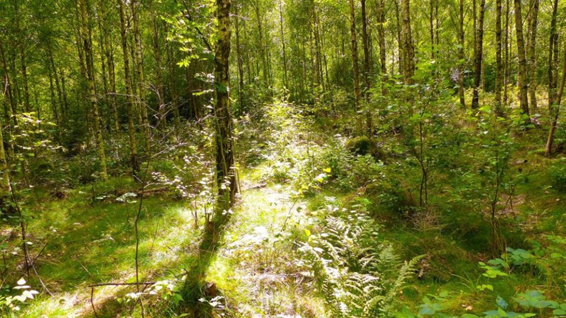bos zon door  bomen.jpg