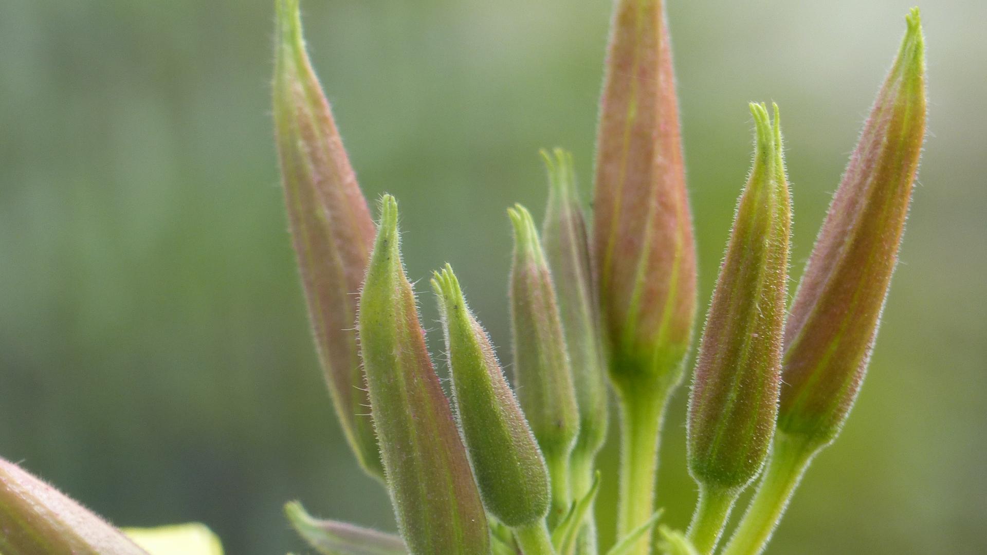 knop teunisbloem2.JPG