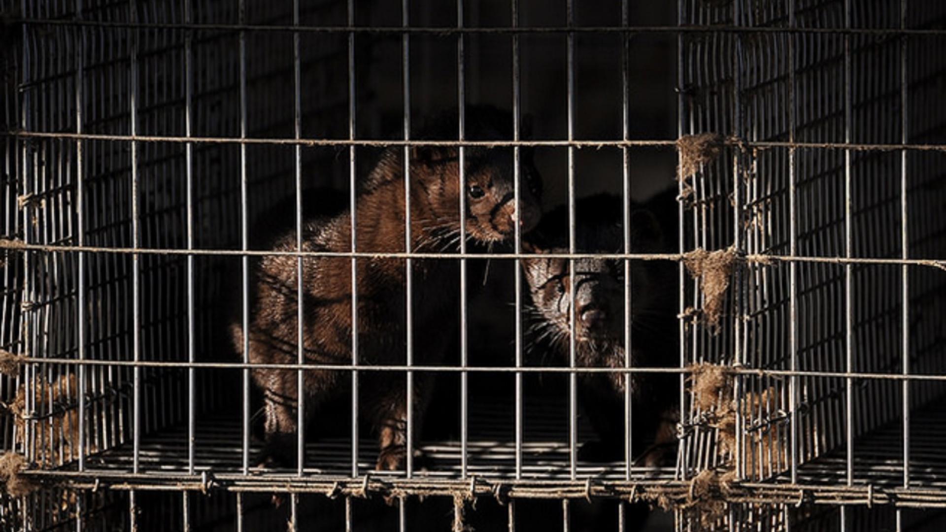 nertsenfokkerij - foto Animal Rights.jpg