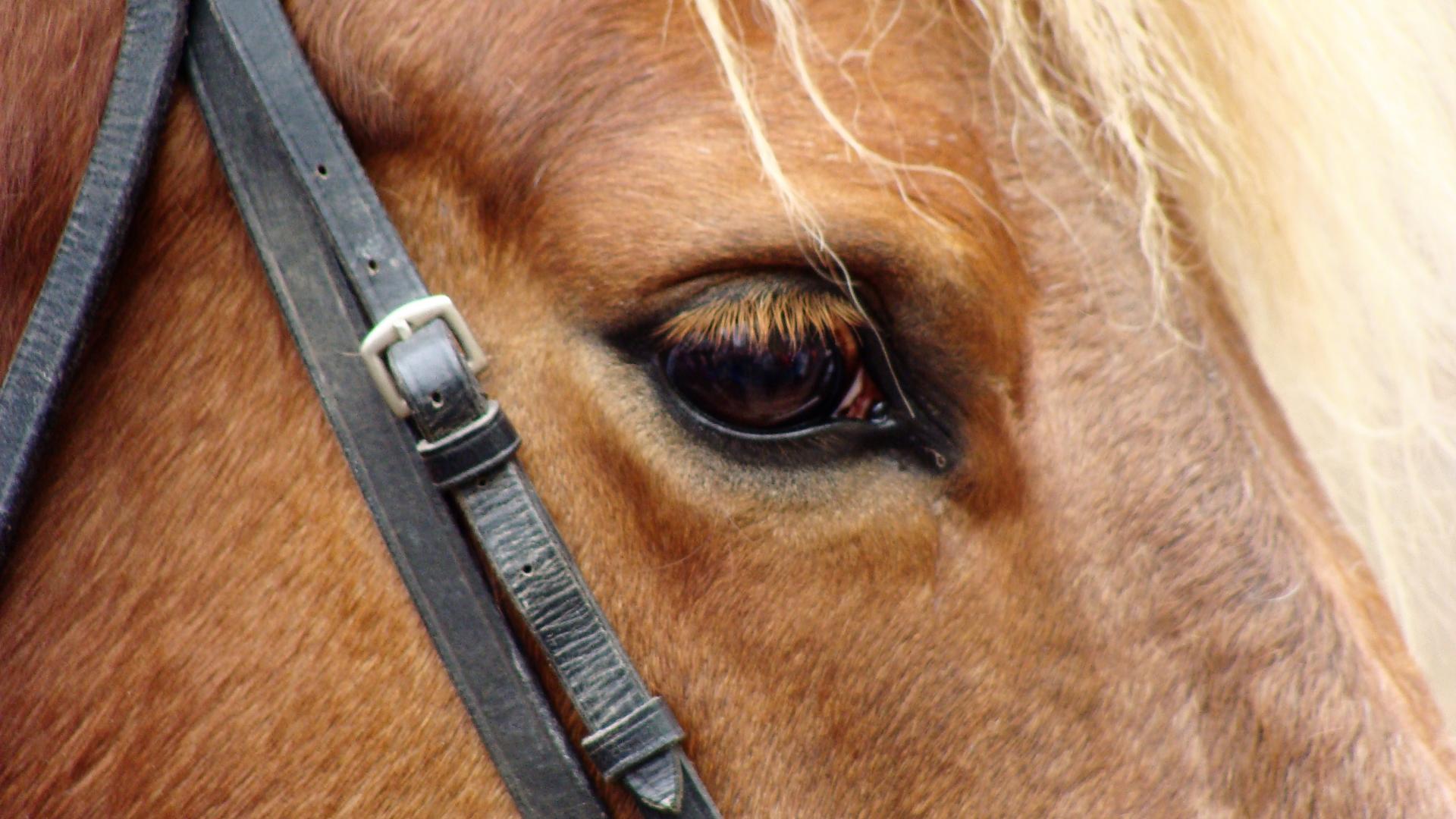 ringrijden 1 paard.JPG