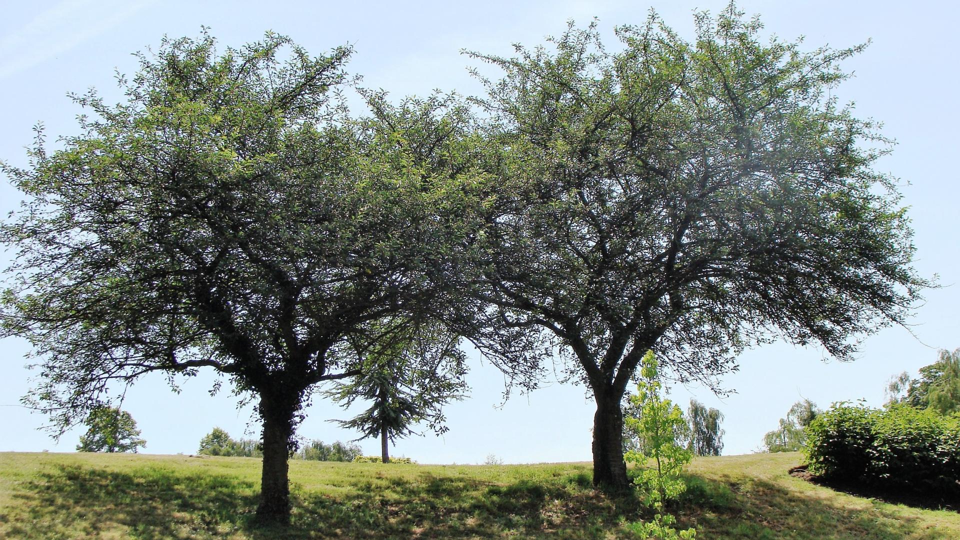 twee grote bomen.jpg
