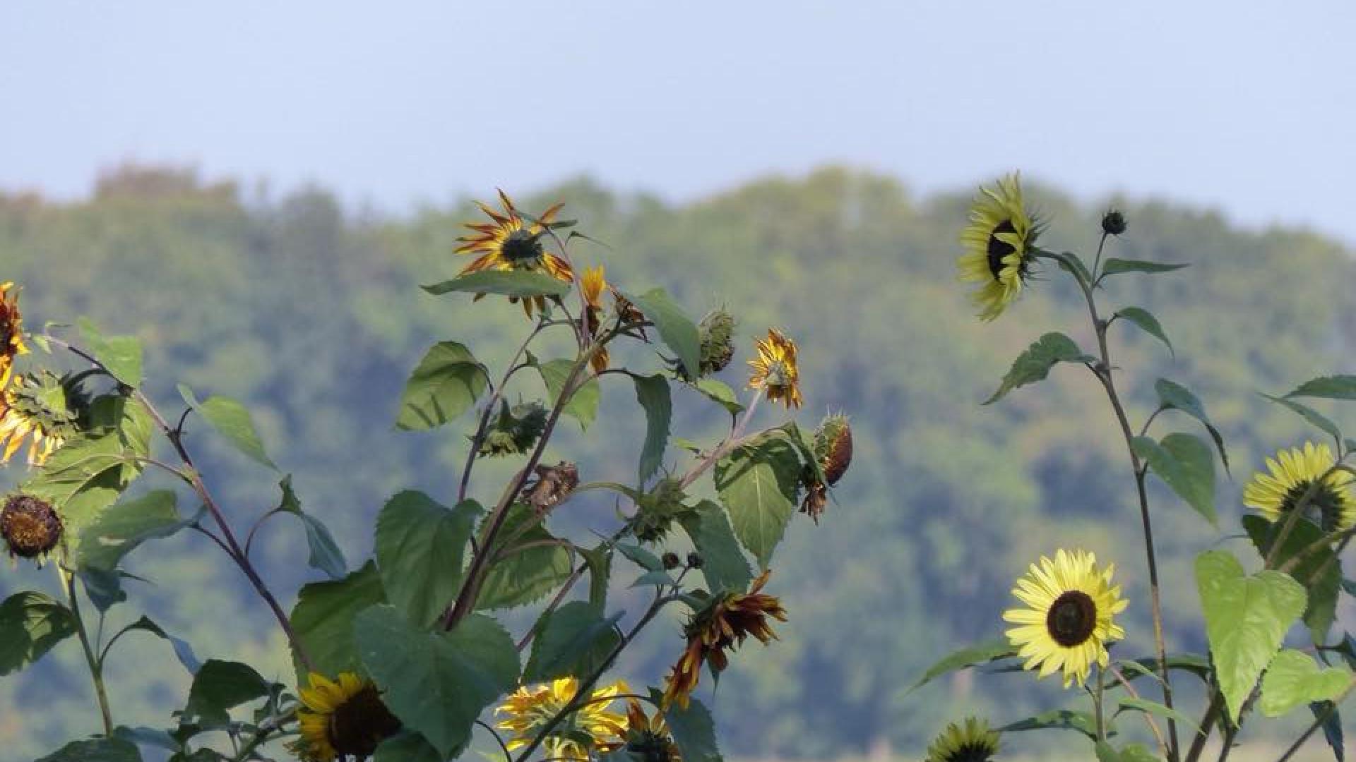walcheren akkerranden zonnebloemen.jpg